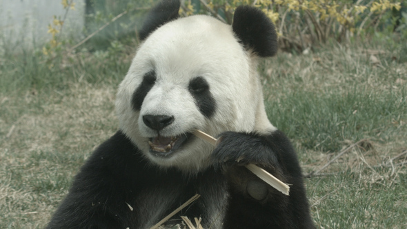 Panda bear menu What's black and white and cute all over? This plush panda furry friend! The super cuddly plush panda has tan paw pads with the B-A-B logo on one paw.